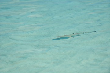 Image showing tropical water home villas