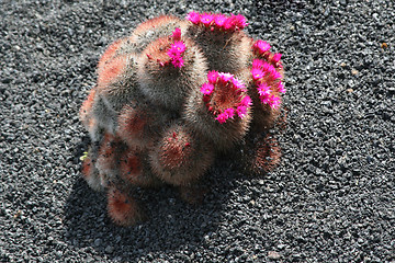 Image showing Cactus