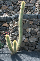 Image showing Cactus