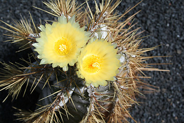 Image showing Cactus