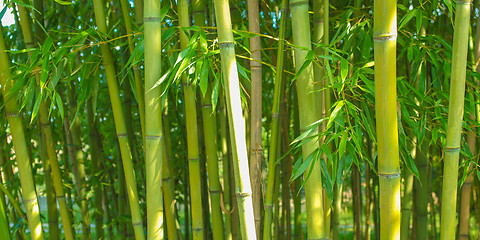 Image showing Bamboo plants - panorama