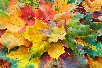 Image showing autumn leaves background