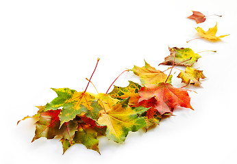 Image showing autumn leaves