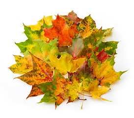 Image showing colorful autumn leaves