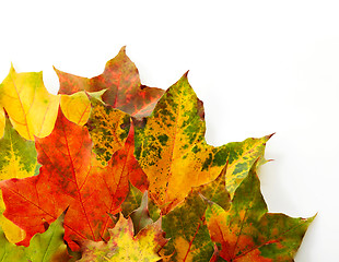 Image showing colorful autumn leaves