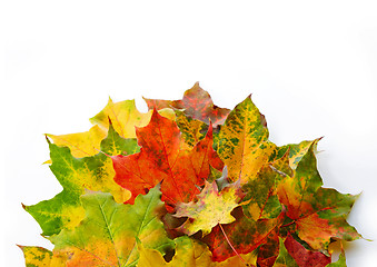 Image showing colorful autumn leaves