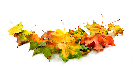 Image showing colorful autumn leaves