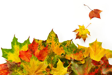 Image showing colorful autumn leaves