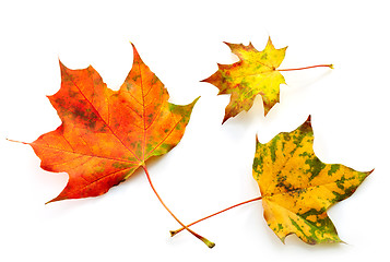 Image showing colorful autumn leaves