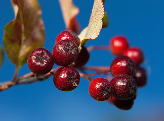 Image showing Raceme black  chokeberry on a background of blue sky