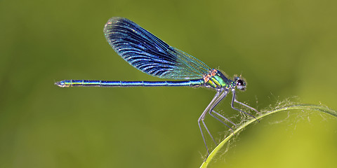 Image showing Dragonfly (Crocothemis erythraea)