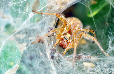 Image showing Araneus diadematus