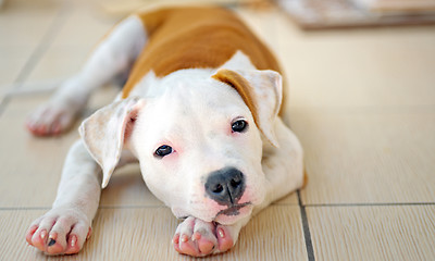 Image showing American Staffordshire terrier