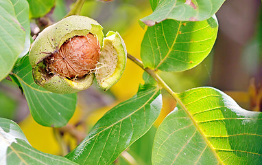 Image showing ripe walnut in opened shell 