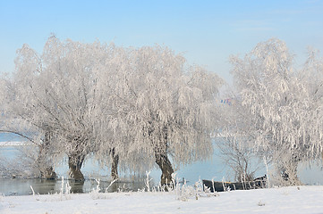 Image showing winter trees covered with frost