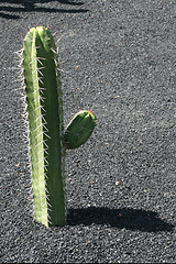 Image showing Cactus