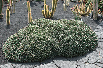 Image showing Cactus