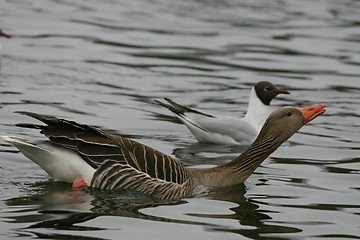 Image showing greylag (anser anser)