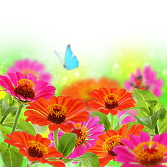 Image showing Blue butterfly on colorful flowers.