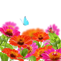 Image showing Bouquet of zinnia and blue butterfly.