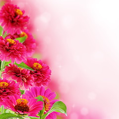 Image showing Beautiful pink flowers.