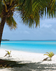 Image showing Palm Tree on Beach