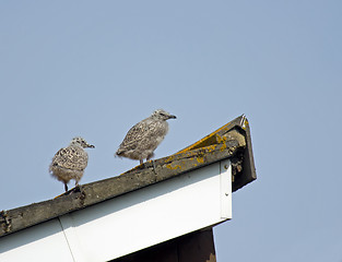 Image showing Herring Gull Chicks