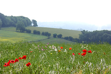 Image showing Poppies and Sea Mist