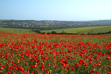 Image showing Poppy Field and Brighton