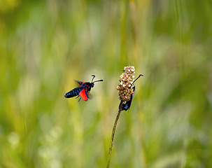 Image showing Six-spot Burnet Moths