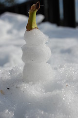 Image showing Snow Napoleon