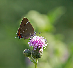 Image showing White-letter Hairstreak Butterfly