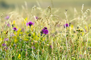 Image showing Wildflower Meadow