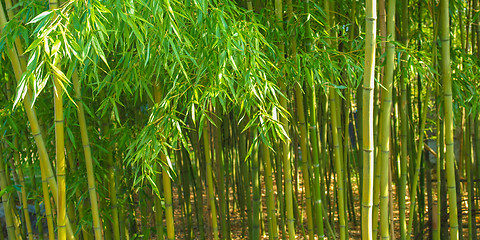 Image showing Bamboo plants - panorama