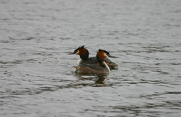 Image showing great crested grebes