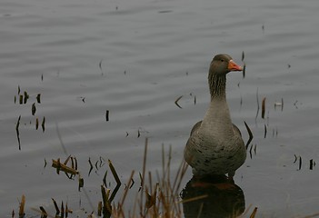 Image showing greylag goose