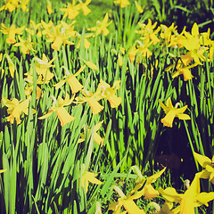 Image showing Retro look Daffodils