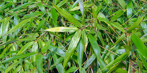 Image showing Bamboo - panorama