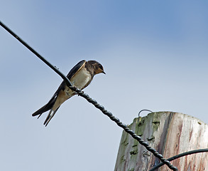 Image showing Barn Swallow on Wire