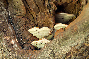 Image showing Bracket Fungus in Tree