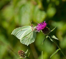 Image showing Brimstone Butterfly