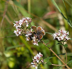 Image showing Brown Argus Butterfly