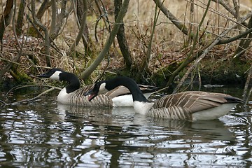 Image showing branta canadensis