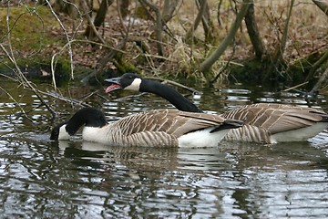 Image showing mating game