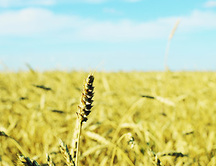 Image showing wheat field