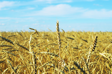 Image showing wheat field
