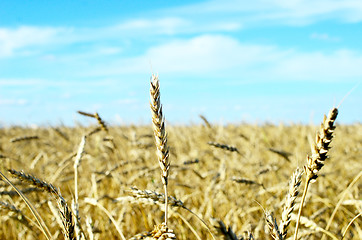 Image showing wheat field