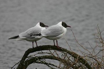 Image showing black headed gulls