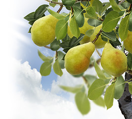 Image showing Pear Tree