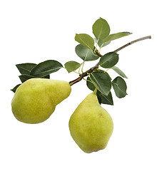 Image showing Yellow Pears